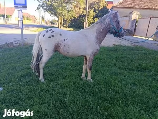 Pastuv, Коњи