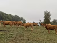 Krowa, Krowa limuzyńska — zdjęcie 4