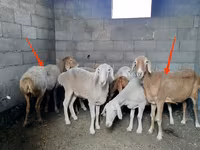 Qoyun, Katum sheep — foto 1