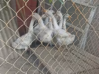 Chickens — foto 2