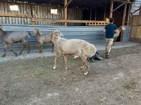 Qoç, Edilbay sheep — foto 2