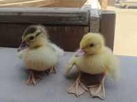 Ducks — photo 1