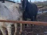 Koń, Lipizzaner — zdjęcie 2