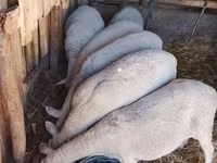 Oveja, Merino sheep — foto 2
