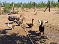 Ducks — photo 7