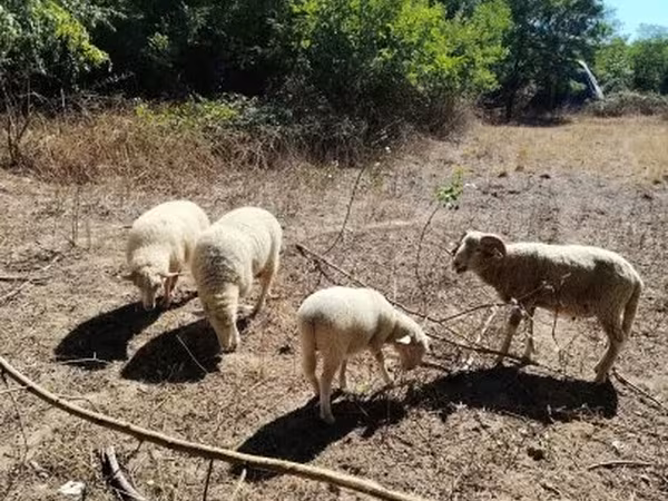 Вівці (партія, стать не вказано), Вівці — Угорщина
