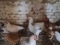 Chickens — zdjęcie 1