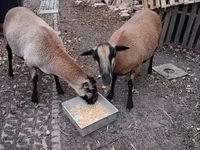 Qoyun, Cameroon sheep — foto 3