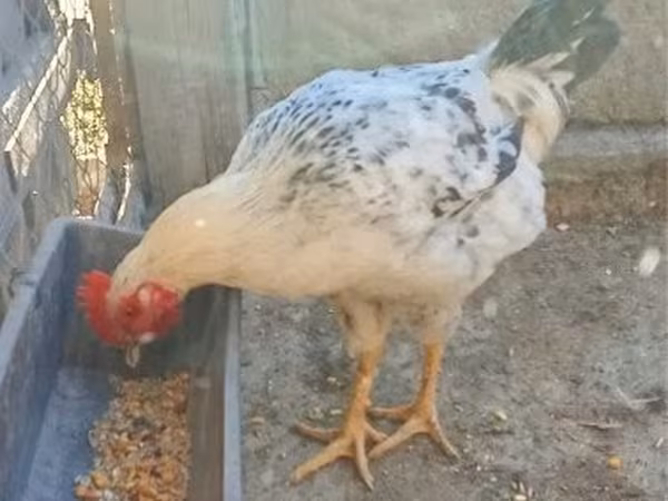 Chickens — Macarıstan