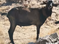 تيس, Alpine goat — الصورة 4