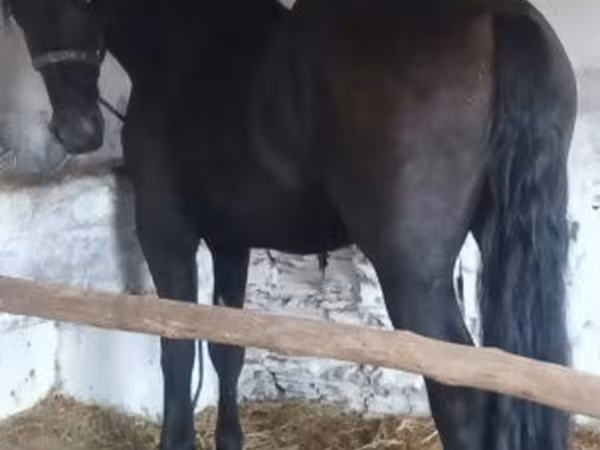 Pastuv, Friesian