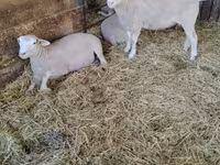 Sheep, Ile-de-France sheep — photo 4