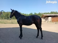 公马, Nonius horse — 照片 1
