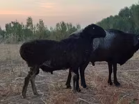 Qoç, Blackheaded Persian sheep — foto 6