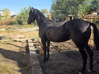 Kobila, Arabian horse — fotografija 2