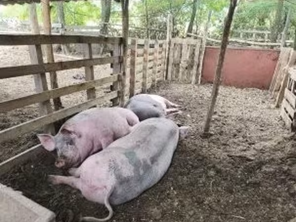 Свині (партія, стать не вказано), Свині — Угорщина