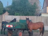 母马, Horses — 照片 3