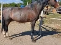 Koń, Dutch warmblood horse — zdjęcie 5