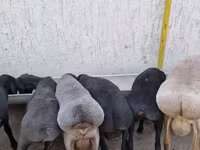 मेढ़ा, Arashan sheep — फ़ोटो 1