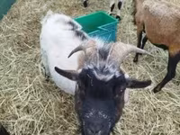 Billy Goat, Goats — photo 6
