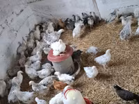 Chickens — Foto 5