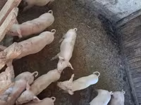 Schweine (Partie, Geschlecht nicht angegeben), Schweine — Foto 1