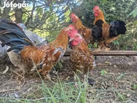 Chickens — fotografija 2