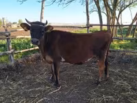 母牛, Limousin cow — 照片 1