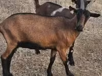Ziege, Alpine goat — Foto 3