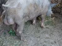 Knur, Świnie — zdjęcie 2