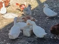Chickens — foto 4