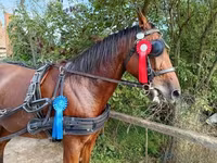 Caballo, Caballos — foto 5