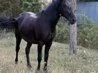 Kobyła, Friesian — zdjęcie 4