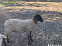 Oveja, Tsigai sheep — foto 1