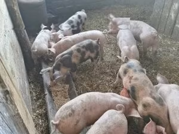 Porcs (lot, sexe non indiqué), Porcs — Hongrie