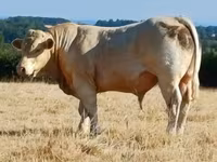 Bik, Charolais cattle — fotografija 2