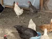 Chickens — foto 4