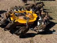 Ducks — फ़ोटो 2