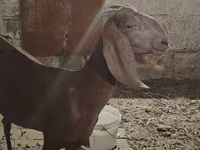 Chèvre, Beetal goats — photo 1