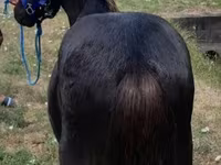 حصان, Dutch warmblood horse — الصورة 3