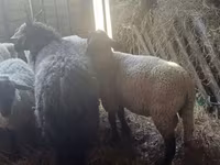 Қой, Ile-de-France sheep — 3-сурет