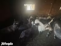 Schaf, Cameroon sheep — Foto 2