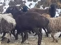 Bélier, Hissar sheep — photo 1