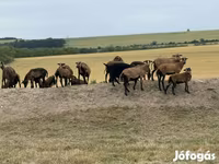 Schafe (Partie, Geschlecht nicht angegeben), Cameroon sheep — Foto 4