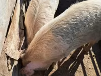 خنزيرة, الخنازير — الصورة 2
