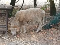公羊, Racka sheep — 照片 1