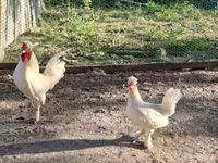 Chickens — fotografija 1