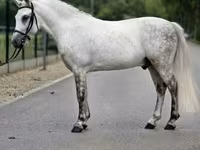 雄馬, Falabella — 写真 4