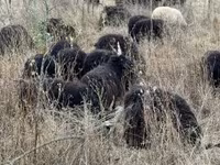 母羊, Racka sheep — 照片 3