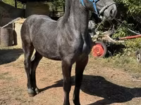 فرس, Percheron — الصورة 3